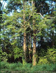 andaman padauk