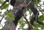 Andaman Black Woodpecker