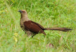Andaman Crow-Pheasant