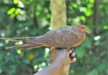Cuckoo-Dove, Andaman
