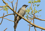 Cuckoo-Shrike, Barred