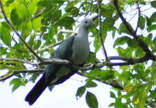 Andaman Green Imeprial Pigeon