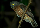 Hawk-Owl, Andaman Brown