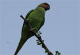 Parakeet, Andaman Redcheeked
