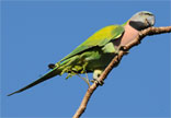 Parakeet, Andaman Redbreasted