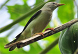 Whiteheaded Starling