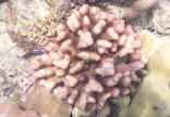 Hood coral