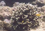 Rough fingered coral
