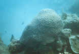 Knob coral