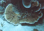 Serpent coral
