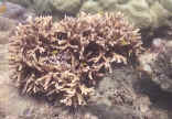 Spine coral