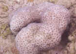 Lesser star coral